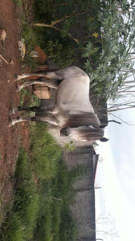 Animal