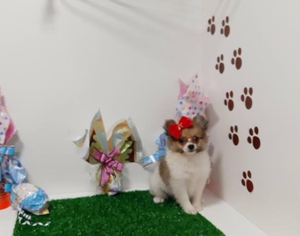Lindas Spitz alemao fêmea em 10x de 350,00 enviamos até você!!! - Foto 3