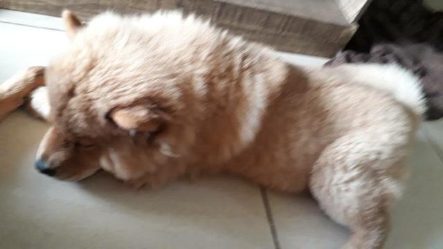 Chow chow puro macho 250.00 cada - Foto 2