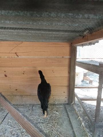 Frango índio caboclo - Foto 4