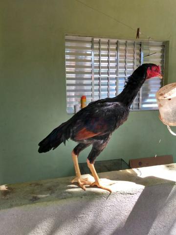 Frango índio caboclo - Foto 2
