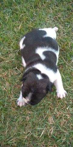 Bulldog frances Femea