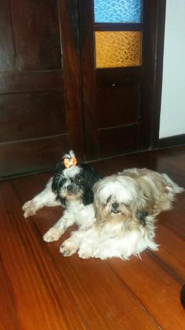 Filhotes shih tzu - Foto 5