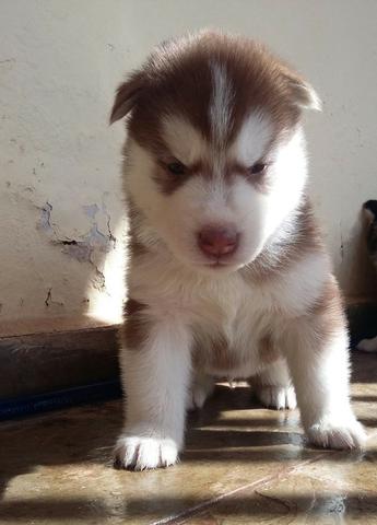 Lindos Filhotes Husky Siberiano - Foto 5