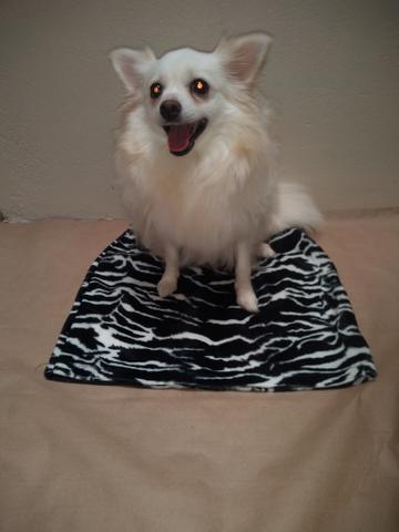 Lulu da Pomerânia - Foto 2
