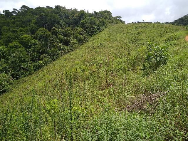 Sítio Santa Leopoldina meia légua 5 Alqueires - Foto 16