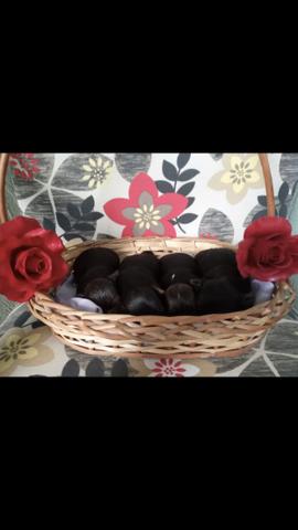 Vendo filhote de yorkshire bibelô - Foto 3