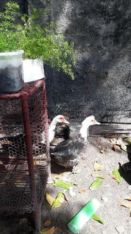 Aves - Foto 4
