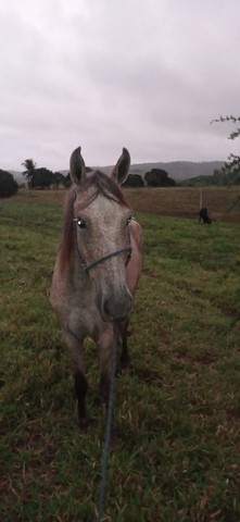 vendo égua de 5/6 anos 2 cria prenha 