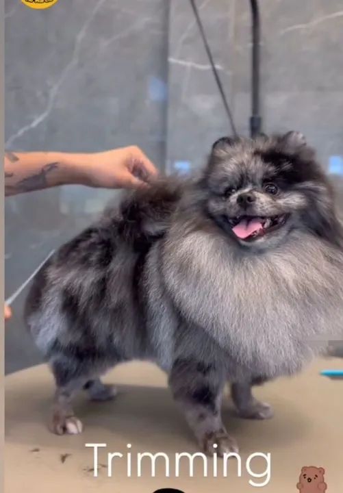 Spitz Alemão  em 10x cartão - Foto 2