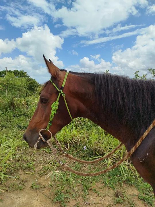Cavalo de pista oportunidade