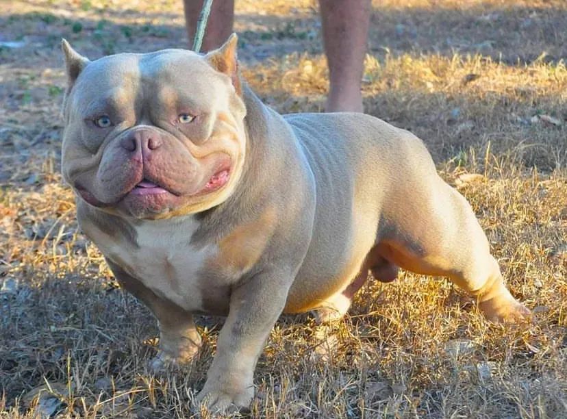 Fashion american bully olx