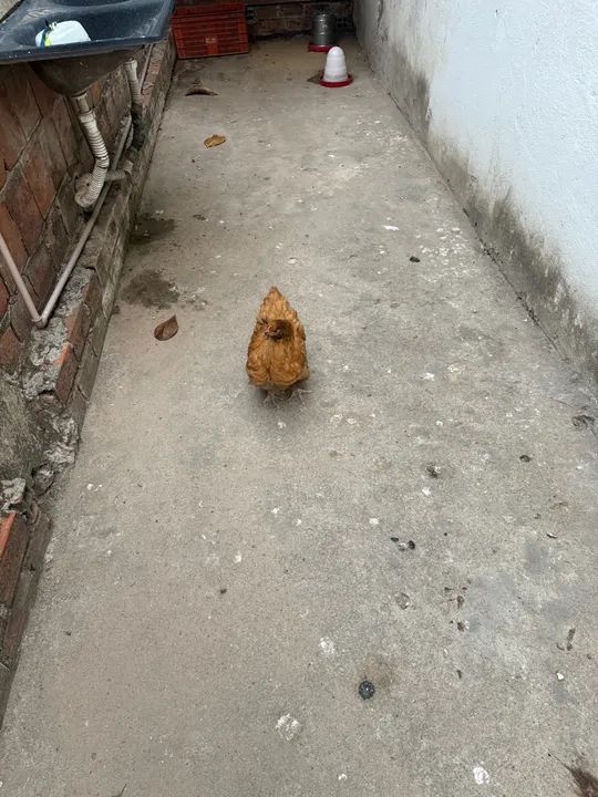 Casal de GSB e Orpington Amarela - Poedeiras Jovens à Venda (Preço Negociável) - Foto 5