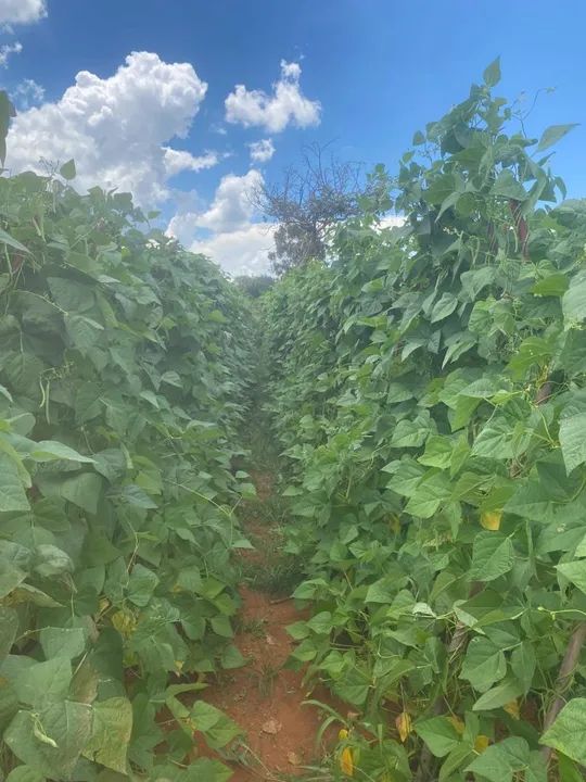 Excelente chácara 3,24 hect. c/ estrutura e formada para plantação! Direto c/ proprietário - Foto 11