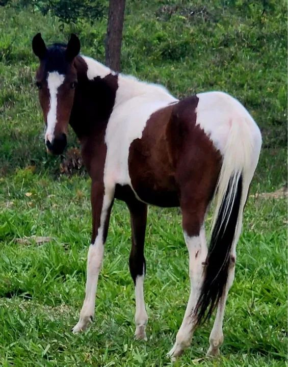 Potro mangalarga  - Foto 2