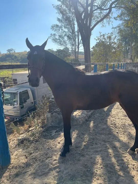 Égua marcha picada  - Foto 4