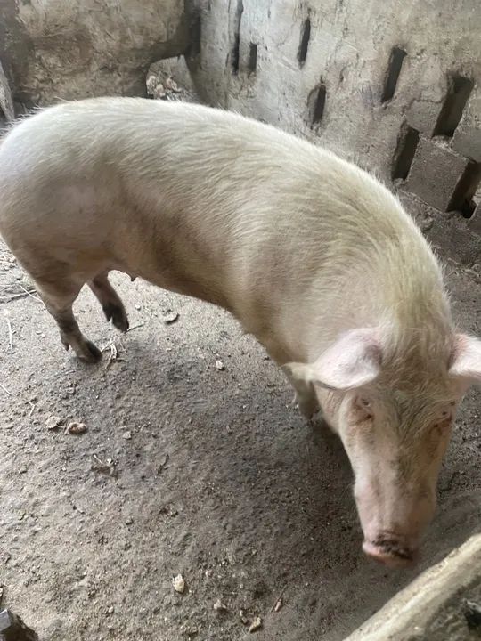 Leitões e Porcos  - Foto 4