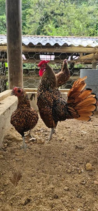 Sebrigths - Dourada excelente genética 