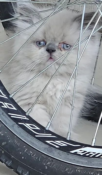 Gatinho persa branco -  Olhos azuis