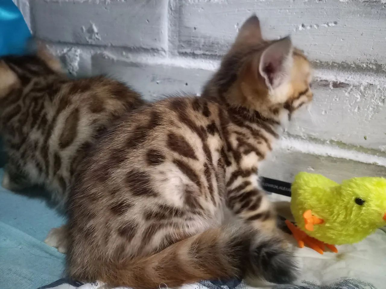 Gato BENGAL filhotes 