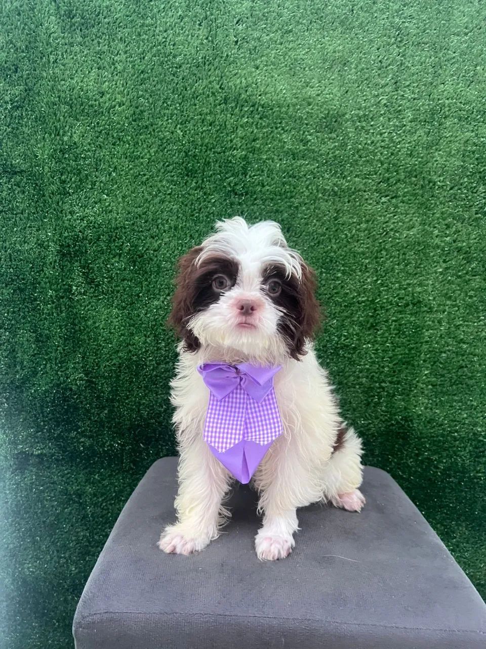Filhotes Shih Tzu machos - Foto 2