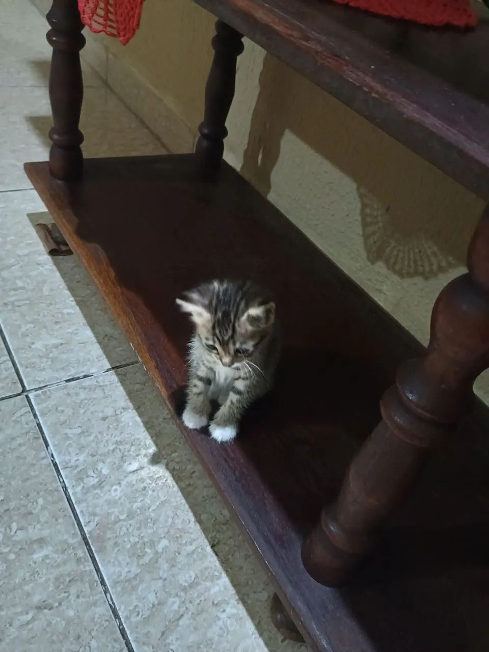 Prontos para alegrar sua casa !? - Foto 4