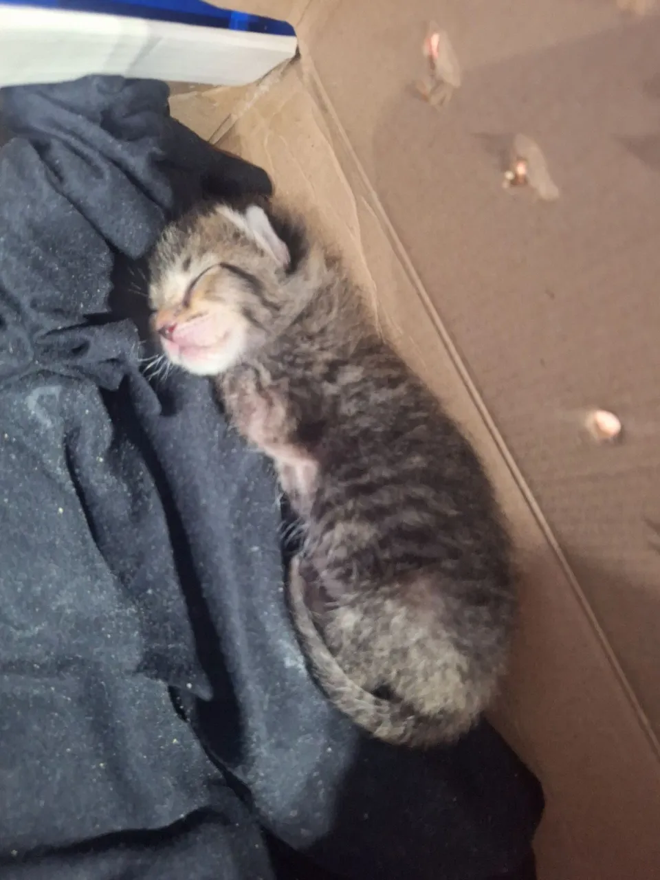 Doação de gatinho