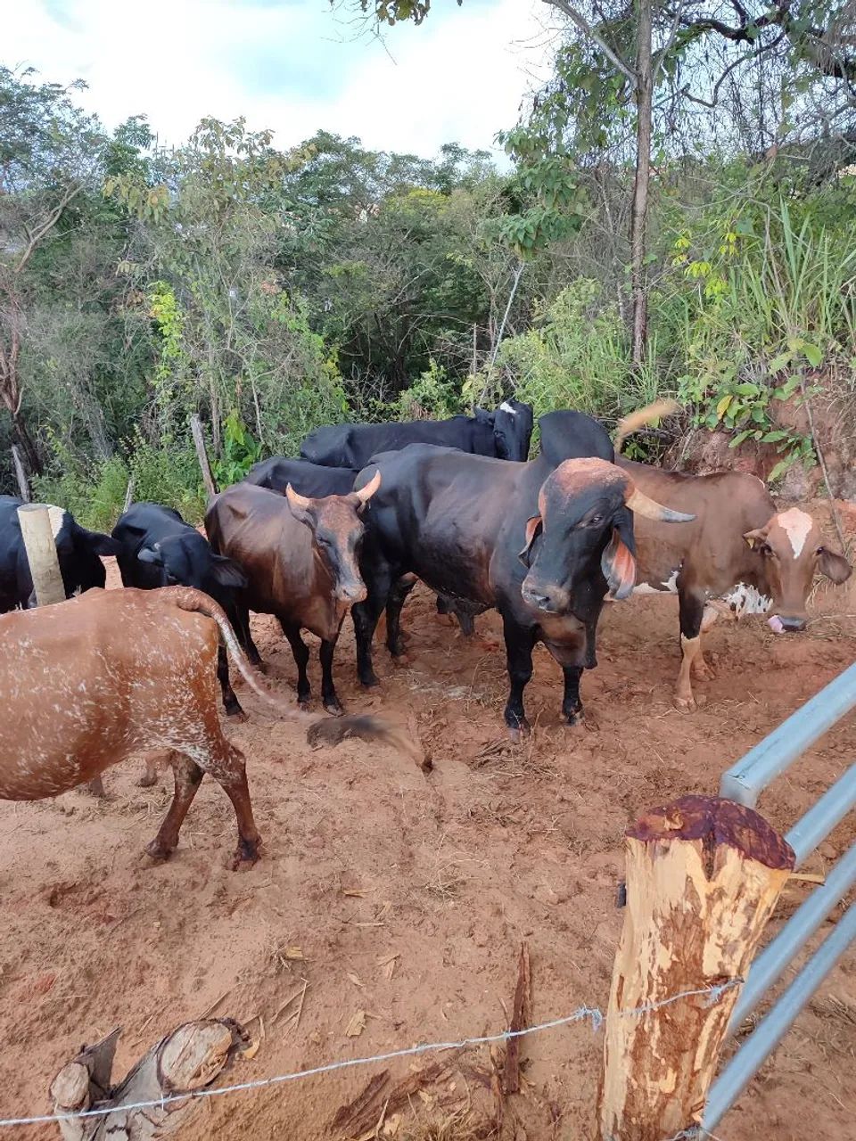 Vendo vacas paridas dando leite 