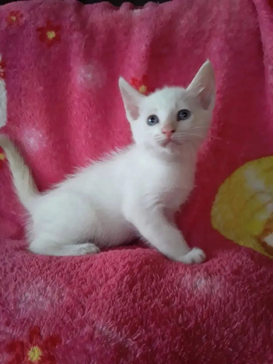 Gatinho angora branco disponível 