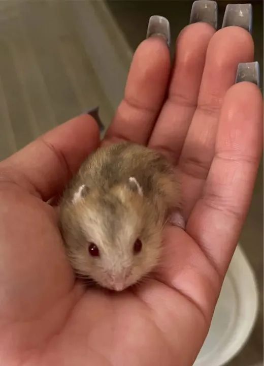 VENDO HAMSTER - Foto 6