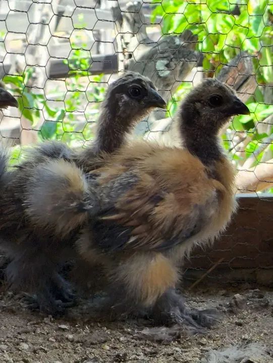 Pintinhos de Sedosa do Japão  - Foto 3