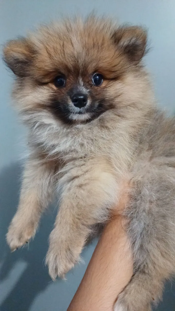 Filhote de Spitz Alemão