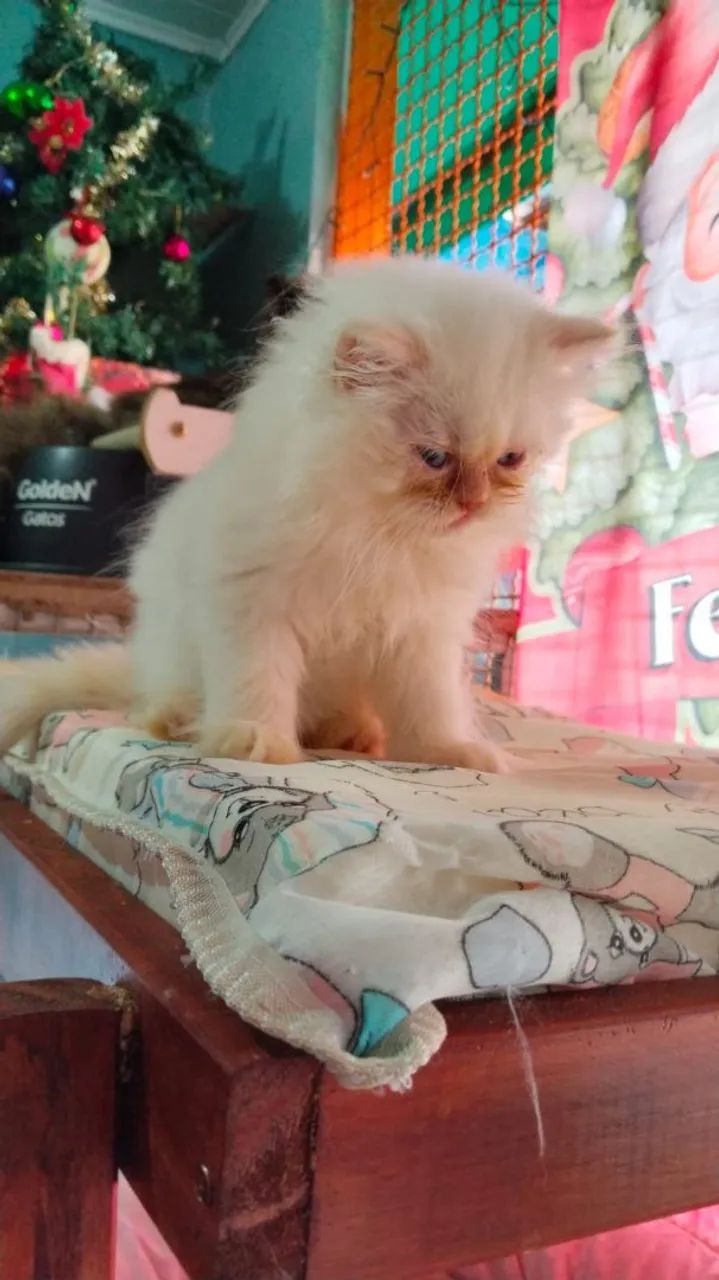 Filhote de gato persa  2 machos e 1 femea - Foto 2