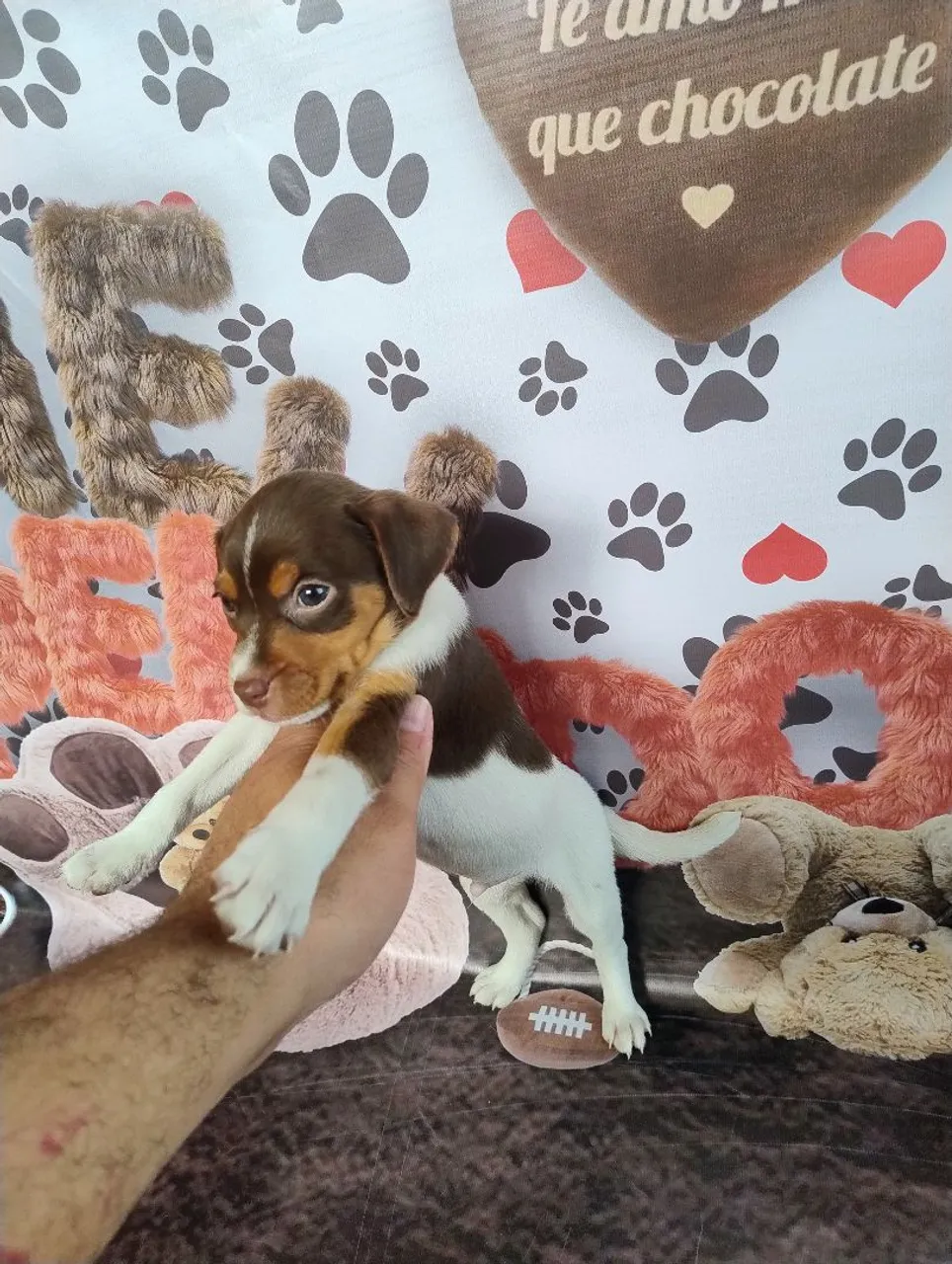 Fox Paulistinha machos e fêmeas disponíveis