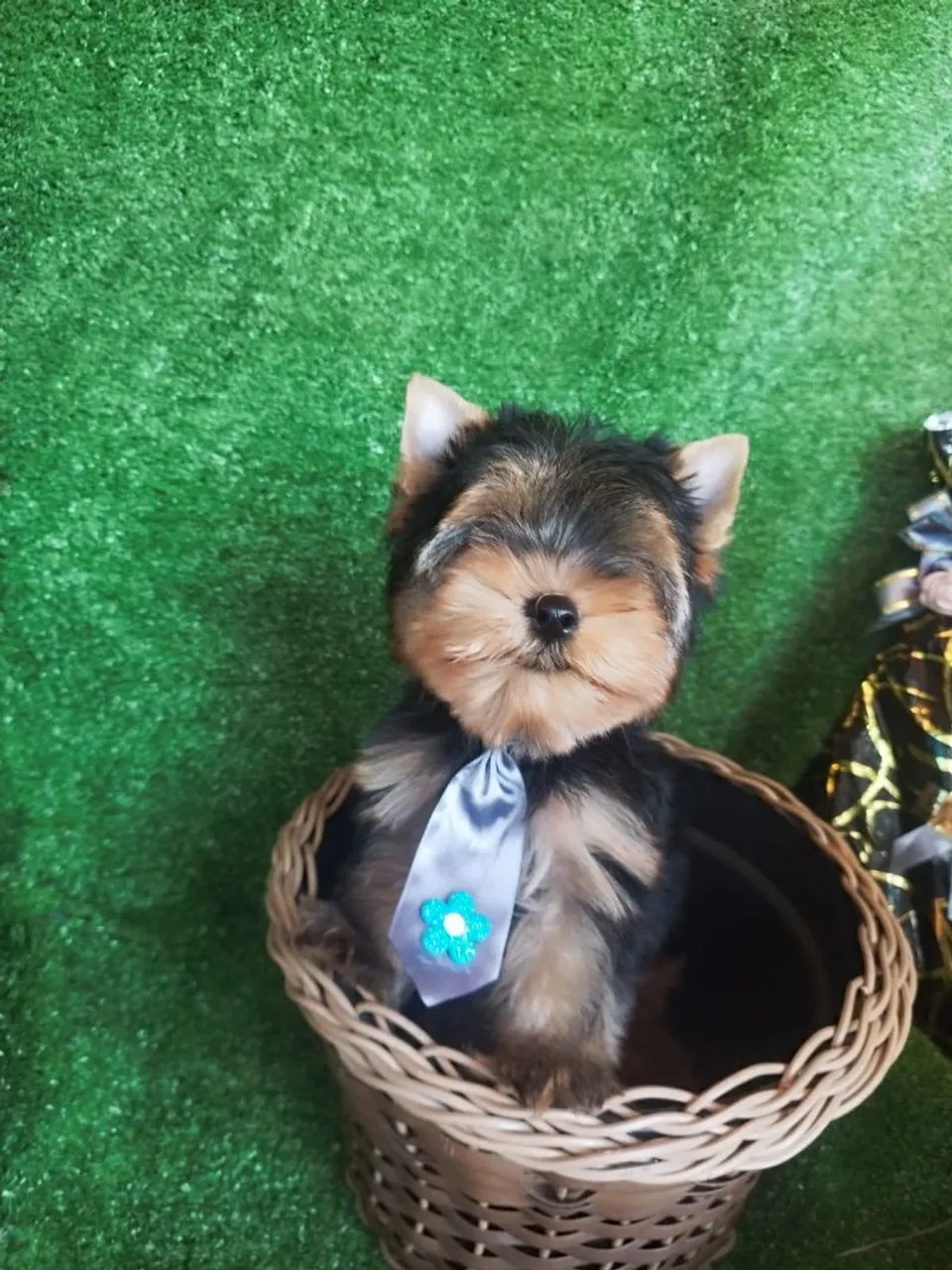 Filhote yorkshire terrier macho