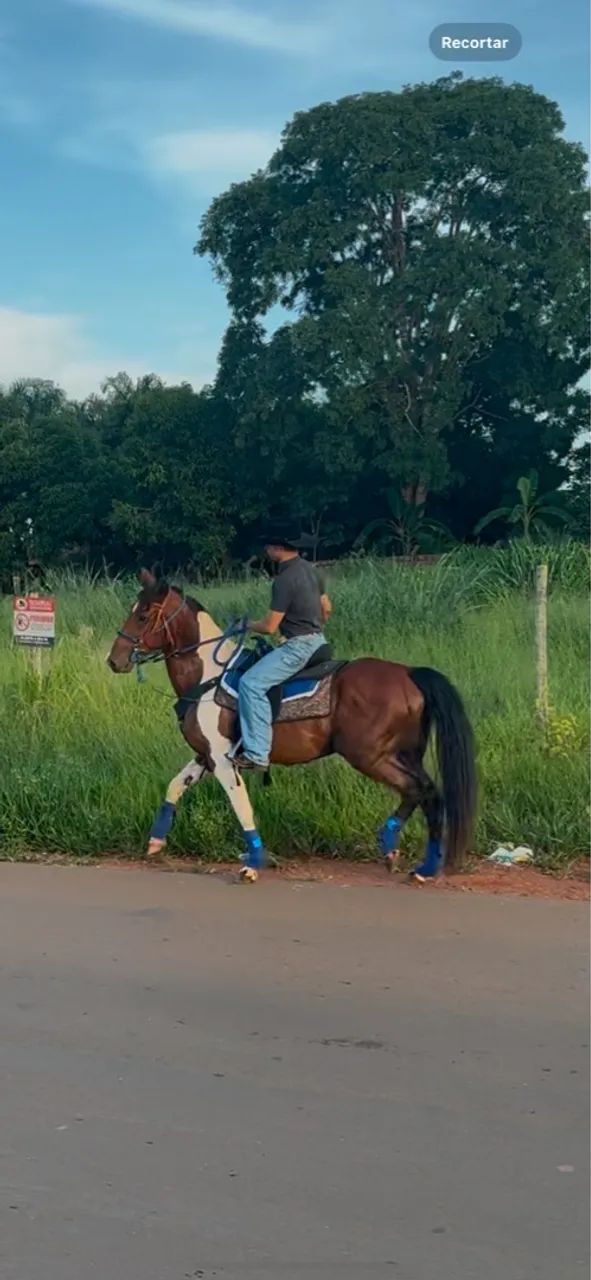 Cavalo para venda - Foto 3