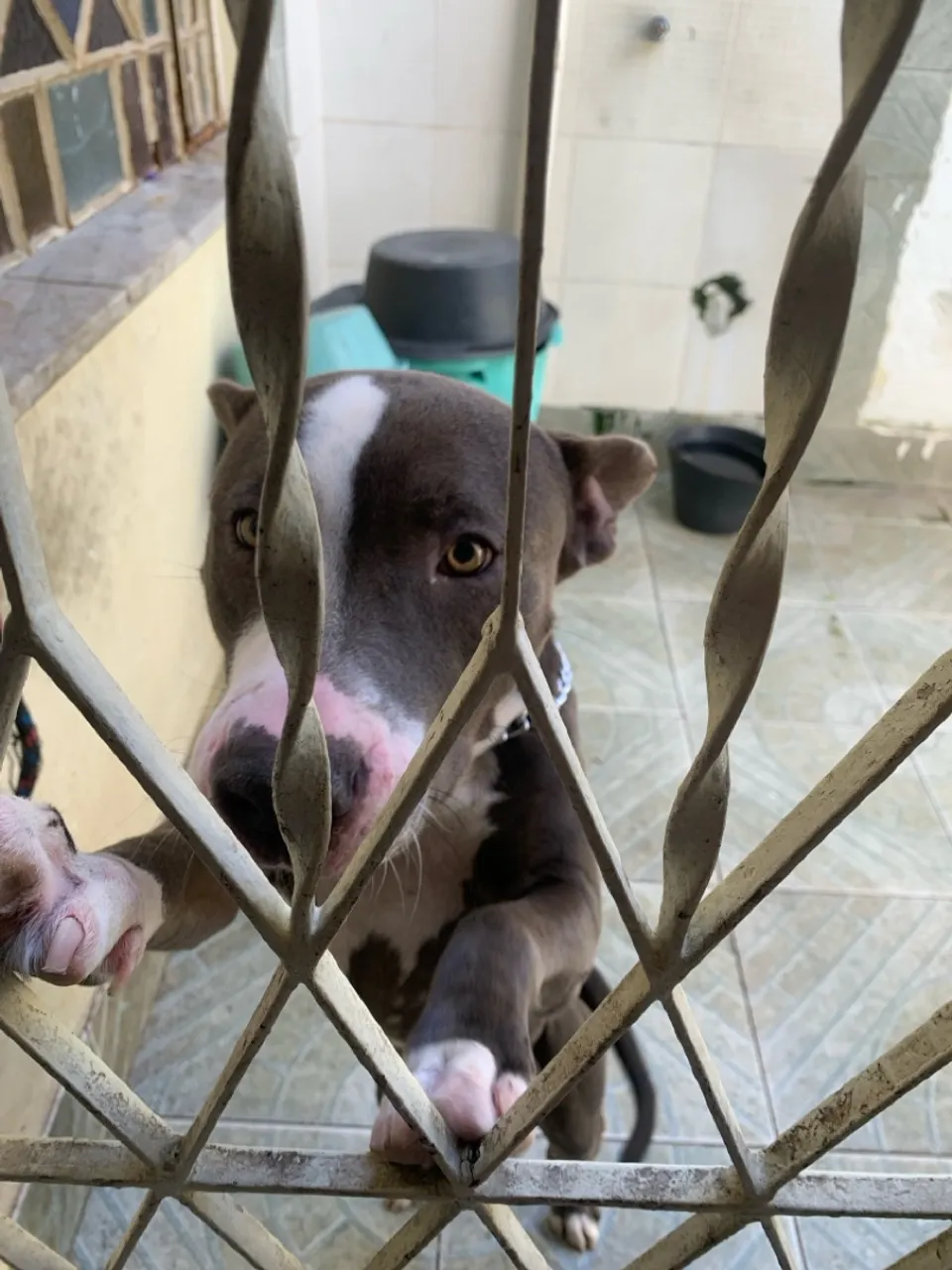 Filhote de Pitbull disponível
