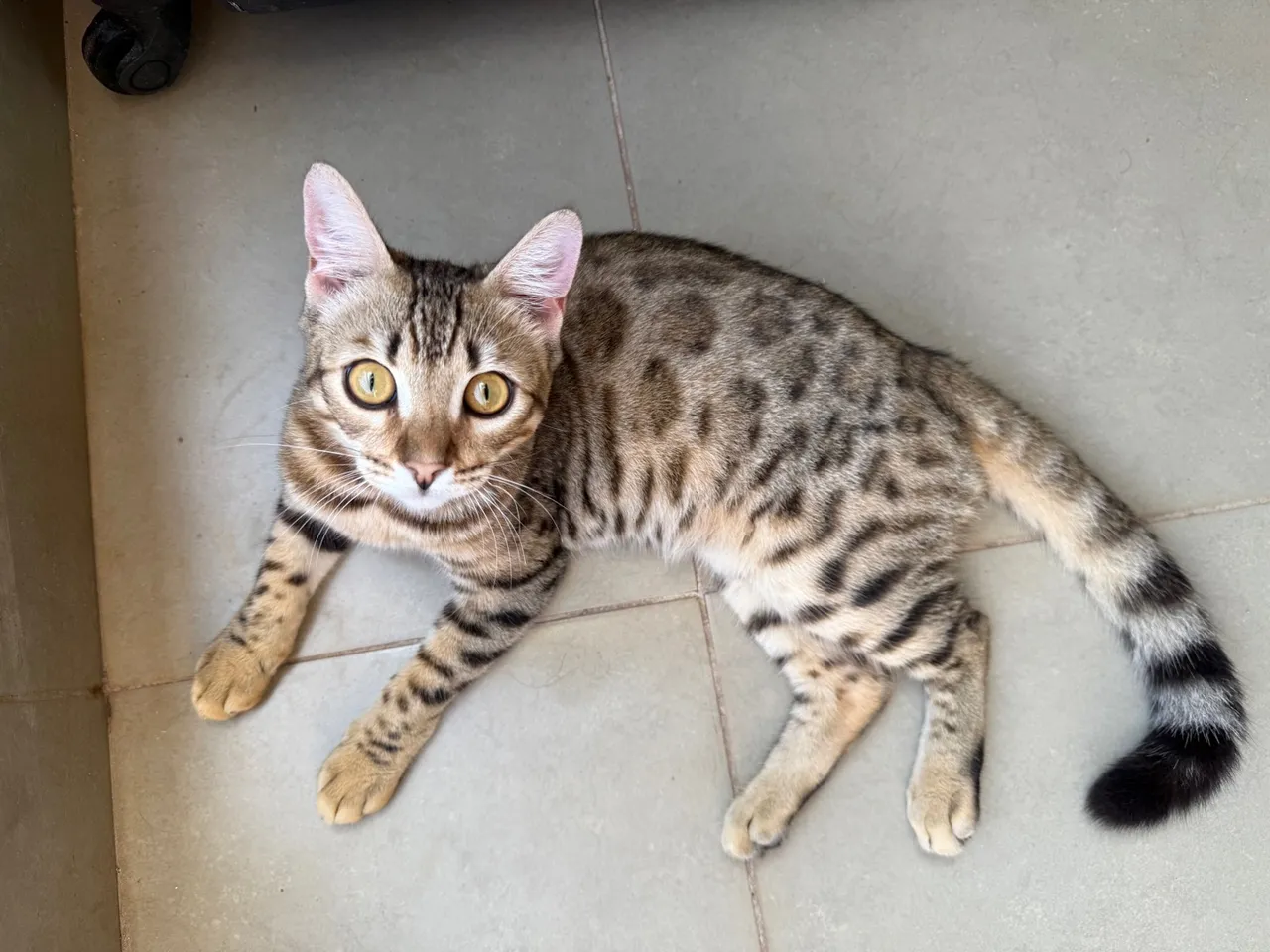 Gato filhote macho Bengal 