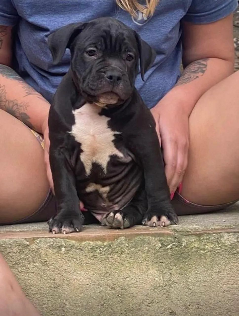 American bully micro - Foto 4