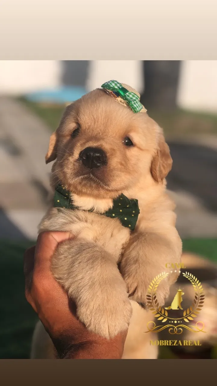 Golden Retriever do @CanilNobrezaReal