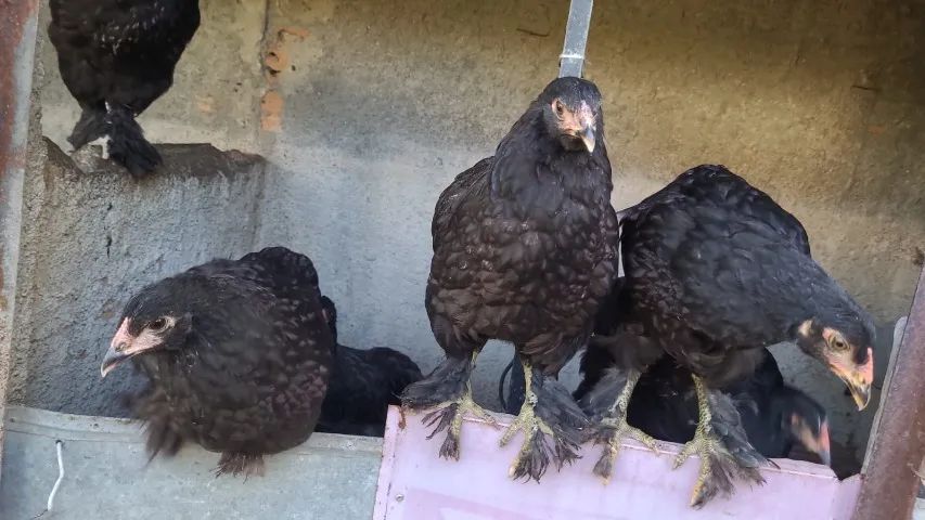 Casal de brahma 120 reais quase 4 meses  - Foto 3