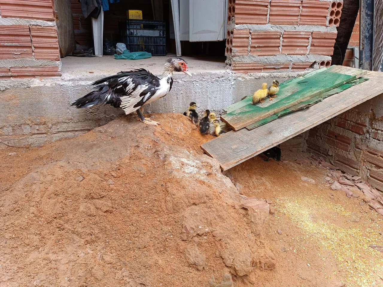 Filhotes de pato