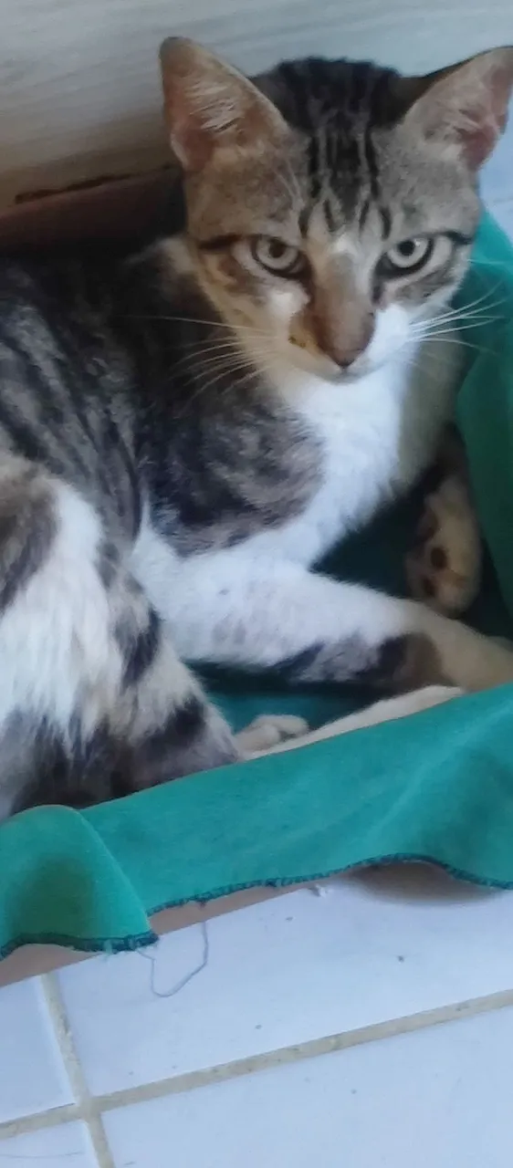 Gatinho lindo para adoção!