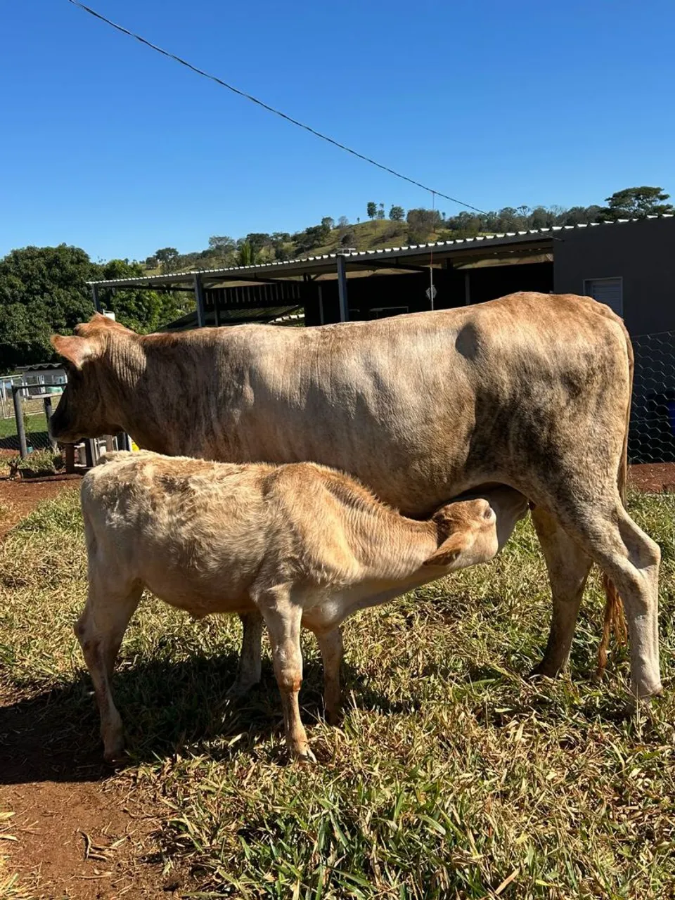 2 vacas paridas, 1 vaca solteir gorda, 1 nuvilhota