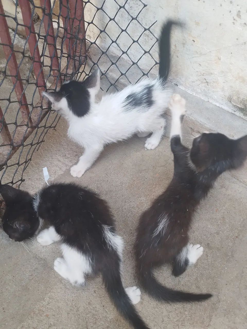 GATINHOS PARA ADOÇÃO |OBS: O GATINHO COM MANCHA EM FORMA DE CORAÇÃO É FÊMEA.  - Foto 4