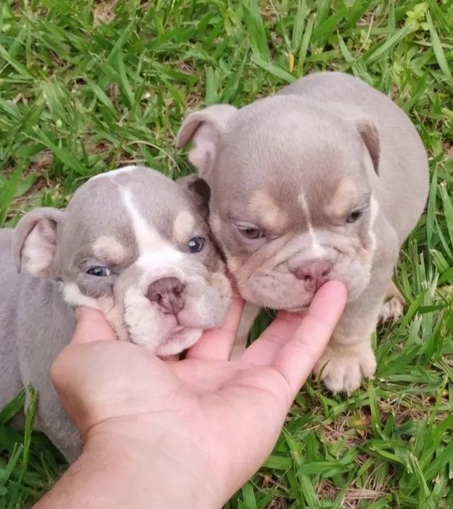 Bulldog inglês - Foto 5