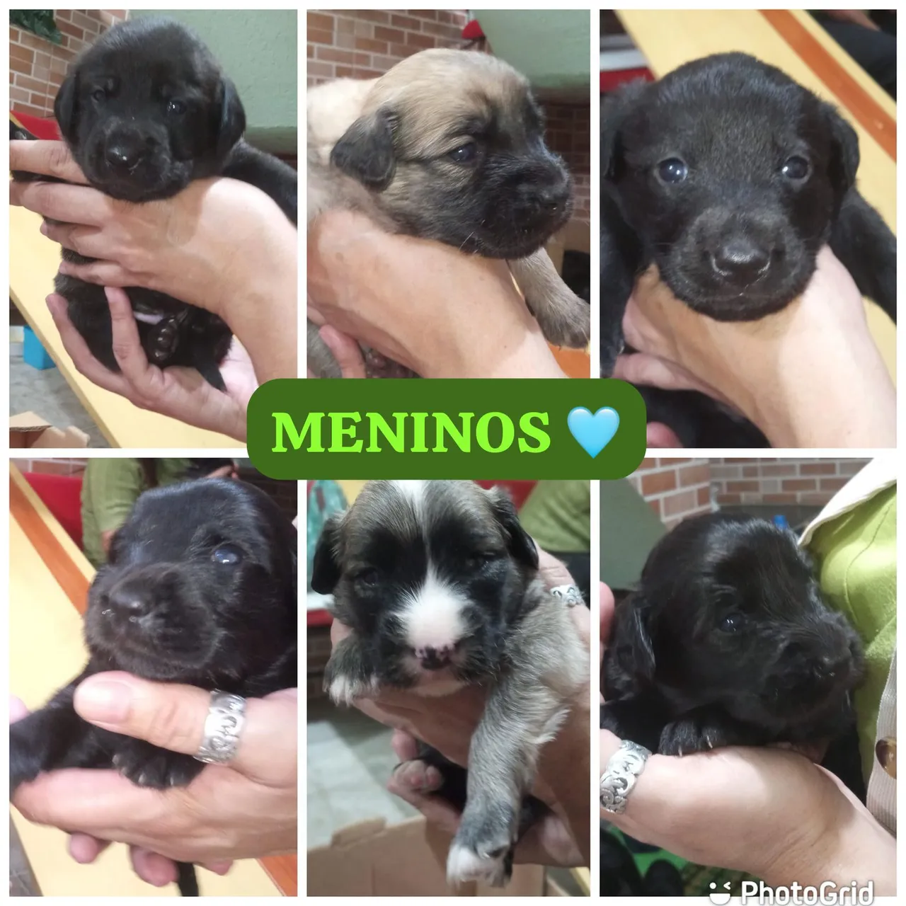 Filhotes Lindos e Carinhosos