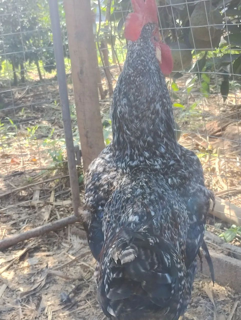 Galo GSB novo - Foto 3