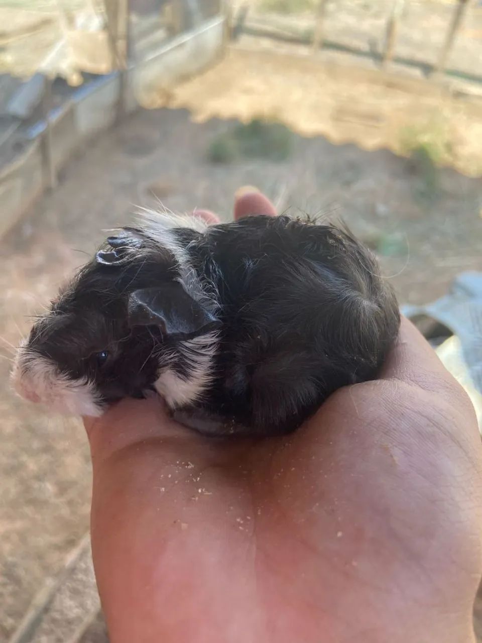 Cinco filhotes de porquinhos da índia fofinhos disponíveis - Foto 2