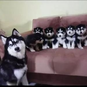 Husky Siberiano - Filhotes excelentes para longas caminhadas.